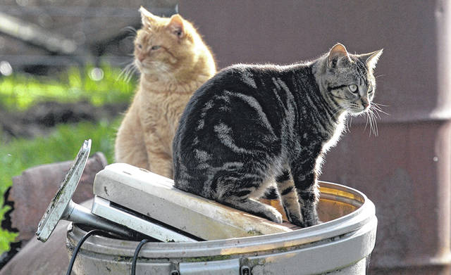 Colonies of stray cats a problem in Darke County