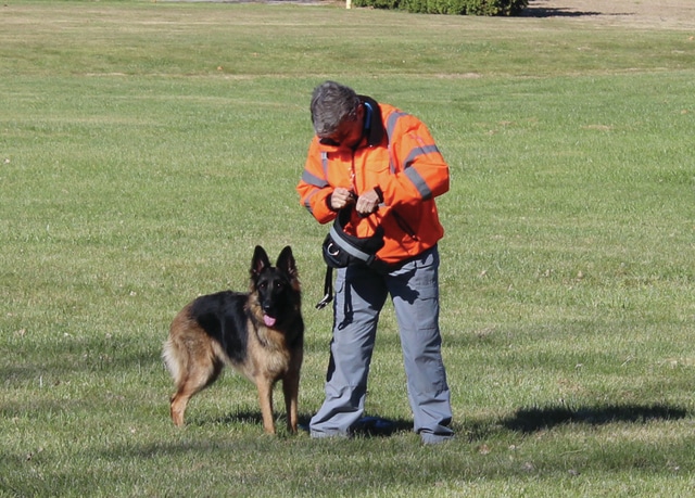 Search and rescue dogs train in Greenville