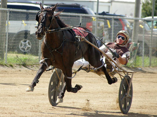 Darke County Harness Horsemen’s Association to host races on Sunday