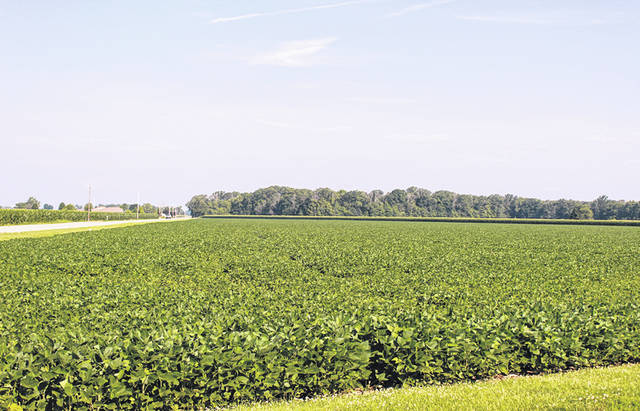 Darke County soybean farmers urged to check for “frogeye”