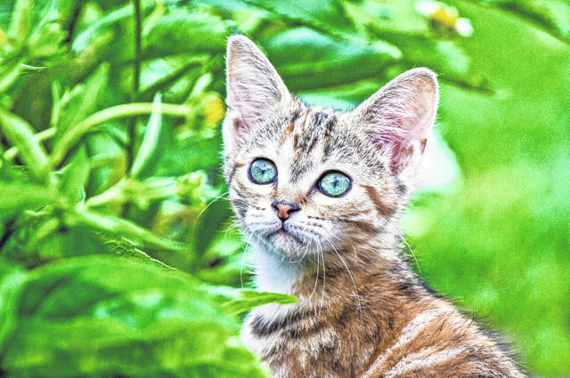 Arcanum asking residents to help with feral cats