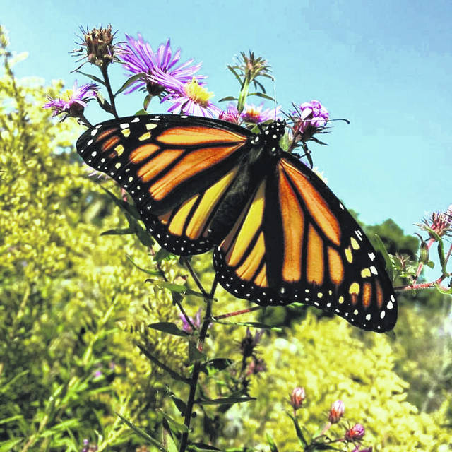 ‘Front row seat’ to fall monarch migration